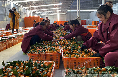 2019河池農(nóng)產(chǎn)品產(chǎn)銷對(duì)接活動(dòng)簽約金額達(dá)7800萬(wàn)元，農(nóng)產(chǎn)品產(chǎn)銷邁上新臺(tái)階